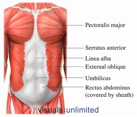 Stratum Lucidum (Non-Muscle Structures: Linea alba)