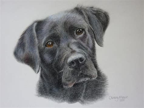 Coloured Pencil | Art of Chrissy Marie | Dog drawing, Color pencil art ...