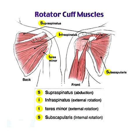 Rotator cuff and why does it hurt? | sportsinjurydublin.ie