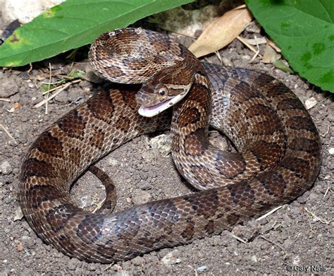 Pantherophis emoryi - Great Plains Ratsnake