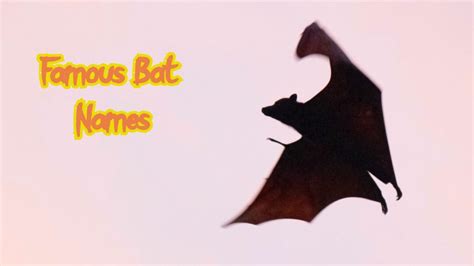 Top 200 Best Names for Pet Bats - PetPress