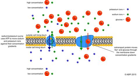 Cotransport | Cell membrane, Cell biology, Biology