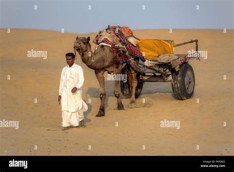 Camel ride at thar desert hi-res stock photography and images - Alamy