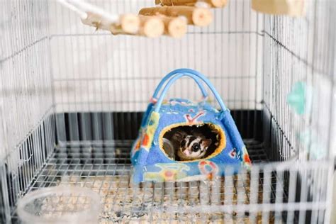 Build A Perfect Habitat For Your Sugar Glider | ExoticPetsHQ