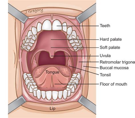 Human Mouth Anatomy Teeth