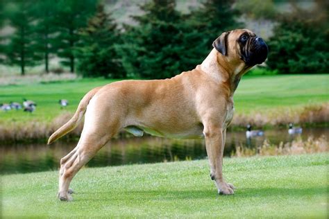 Dog Breed: Information, Tips for Care: Bullmastiff Breed info