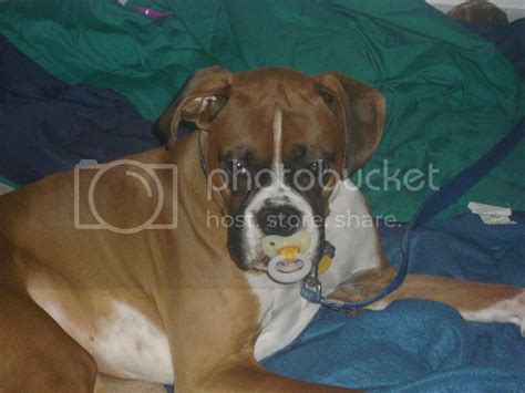 Our New Baby! - Boxer Forum : Boxer Breed Dog Forums