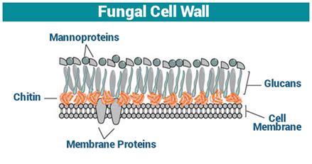 Fungal Cell Wall | Cell Wall Function | Fungi - Structure and Growth