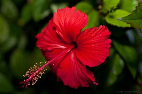 The Puerto Rican hibiscus is the floral symbol of the Island of Puerto ...