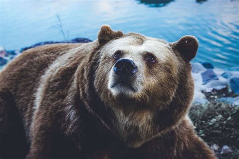 Wildlife In Wyoming