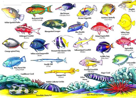 hawaiian fish names - Aloha Joe in Hawaii: A Visual Guide to Hawaii's ...