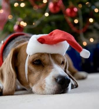 Beagle Basics: Christmas Beagles