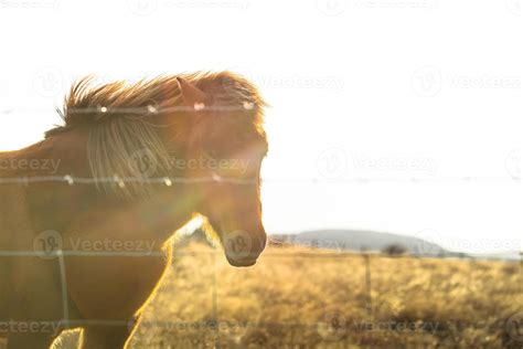 Icelandic horse live in farm 12662896 Stock Photo at Vecteezy