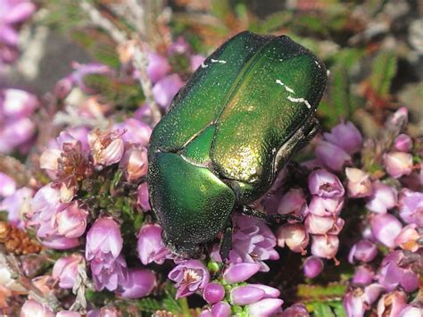 What's that metallic green beetle? | Wildlife Insight