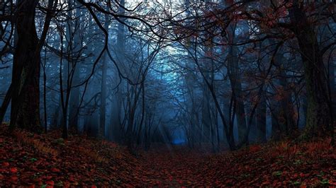 Fall Forest Night Wallpapers - Top Free Fall Forest Night Backgrounds ...