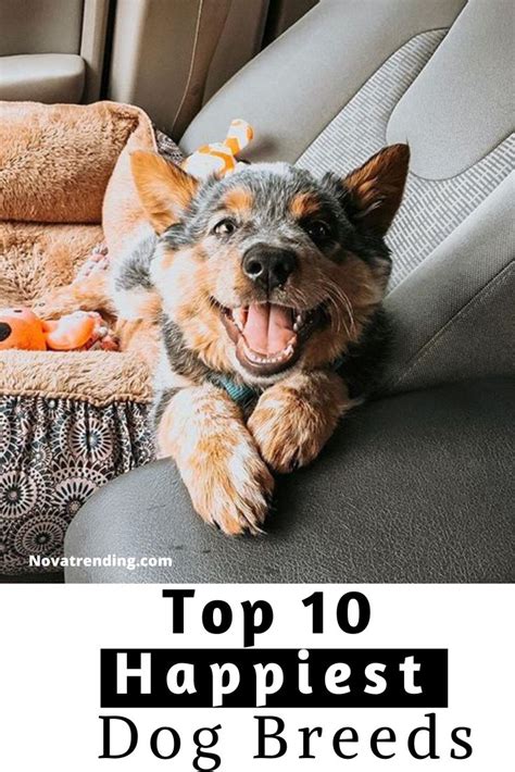 Top 10 Happiest Dog Breeds | Dog breeds, Happy dogs, Dogs