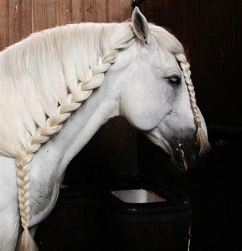 10 Braided Manes Every Equestrian Will Envy in 2020 (With images ...