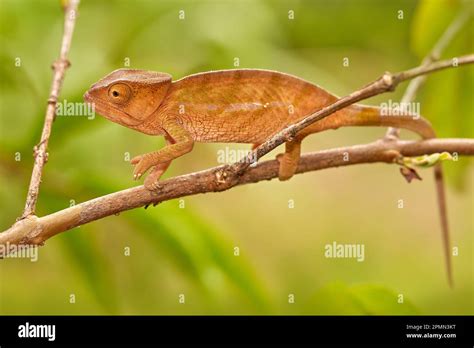 Chameleon in the forest habitat, wide angle lens. Parson's chameleon ...