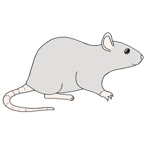 How to Draw a Rat - Easy Drawing Tutorial For Kids