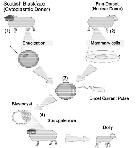 4 The cloning process that produced Dolly: The sheep protocol for ...