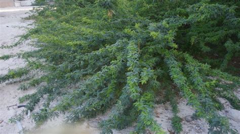 Naturalized exotic plants in arid climates – Mark Laurence's Blog