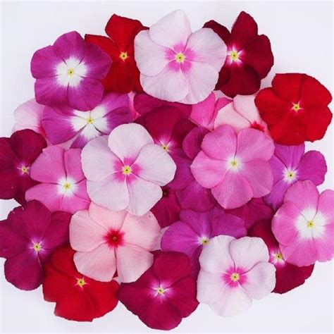 Vinca Seeds | Flower Plant Seeds Online