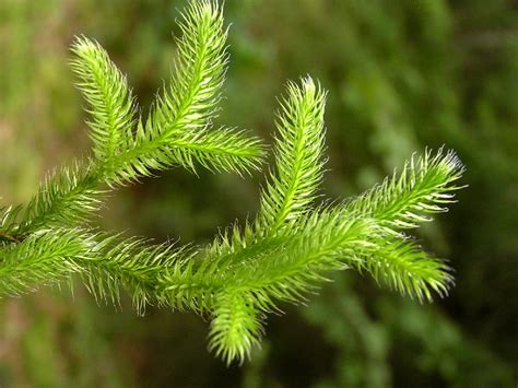 Lycopodium Homeopathic Remedy