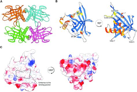 PfLCN Forms a Tetrameric Structure of Typical Lipocalin Monomers (A ...