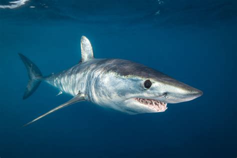 Sea Wonder: Shortfin Mako Shark | National Marine Sanctuary Foundation