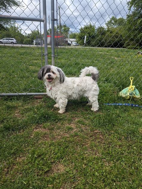 Petco Adoption Event - 3rd Saturday, Petco (Fredericksburg), 20 May