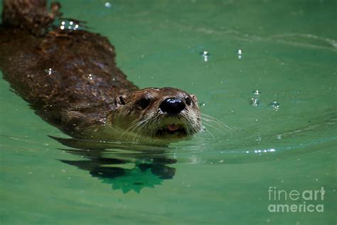 River Otter Swimming