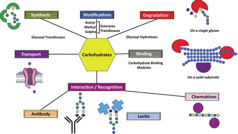 Synopsis of the families of proteins interacting with carbohydrates ...