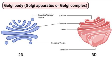 Golgi Body (Golgi Complex): Structure, Functions