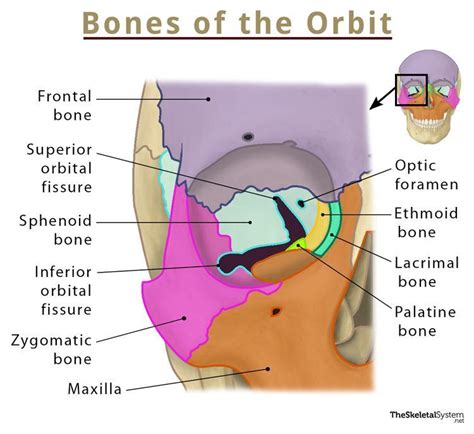 Superior Orbital Fissure Mnemonic