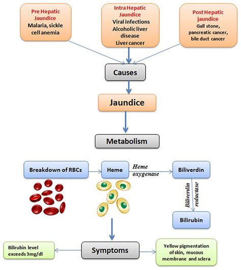 اليرقان " Jaundice " ثريد مهم جدًا ومفيد أكثر لطلاب وطالبات ...