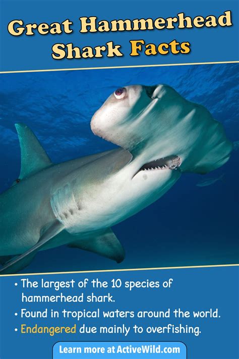 Great Hammerhead Shark Facts, Pictures & Video. Discover An Incredible ...