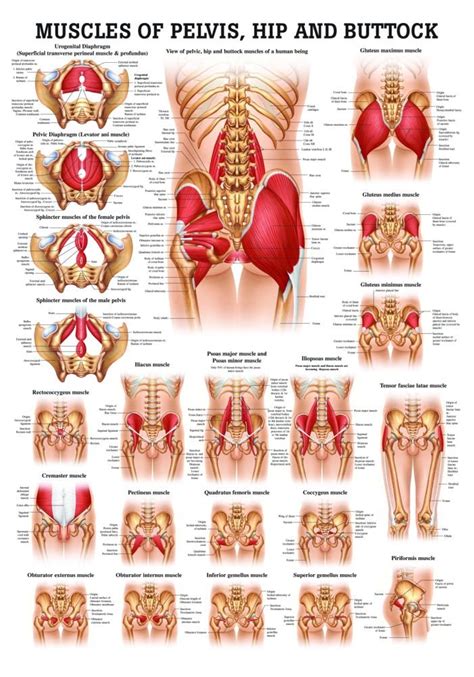 Buy Muscles of Buttock, Hip and Pelvis Laminated Anatomy Chart Online ...