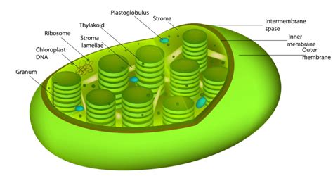 Grana Chloroplast