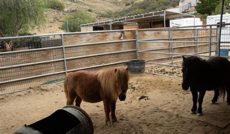 How Much Do Miniature Horses Cost - Helpful Horse Hints