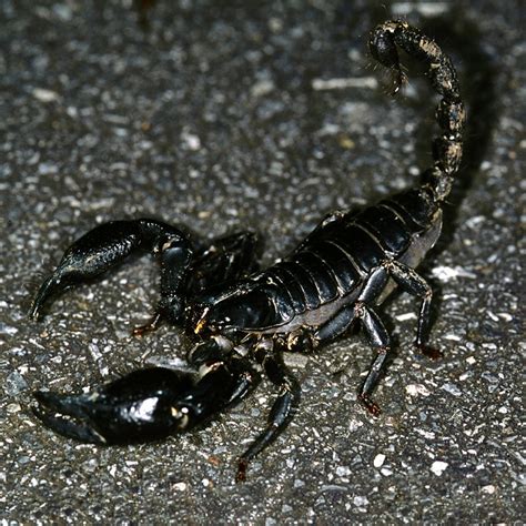 Malaysian Black Scorpion - Potawatomi Zoo