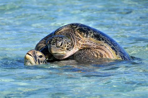 Green sea turtles mating: Jen003: Galleries: Digital Photography Review ...