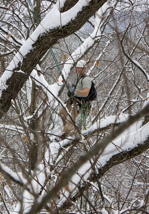 Winter climb and traversing - Tree Climbers International Forum - Tree ...