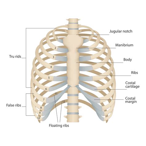 Bones of the human chest. Bones of the chest with the name and ...