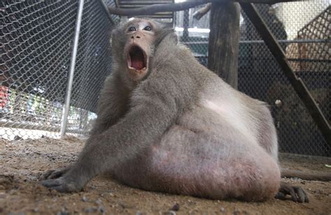 Uncle Fat, morbidly obese monkey in Thailand, put on strict no-junk ...