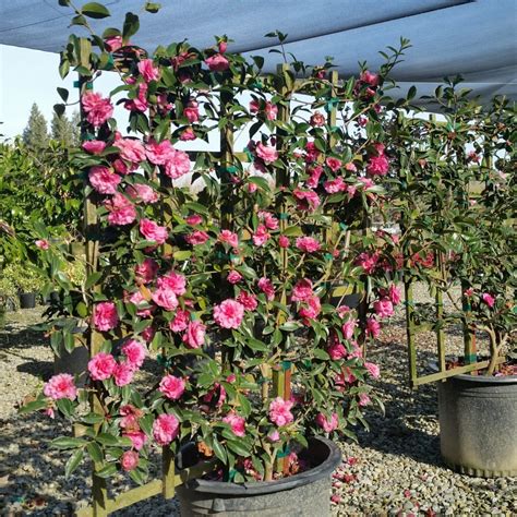 Camellia sasanqua 'Shishi Gashira' - Mid Valley Trees