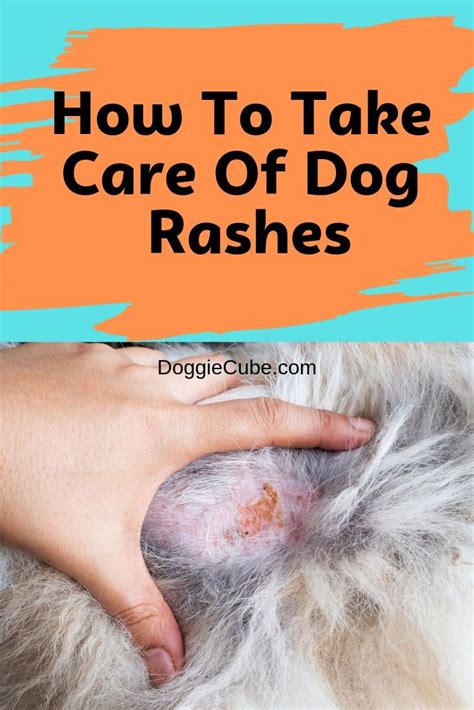 home remedies for dog heat rash - Hilma Adame