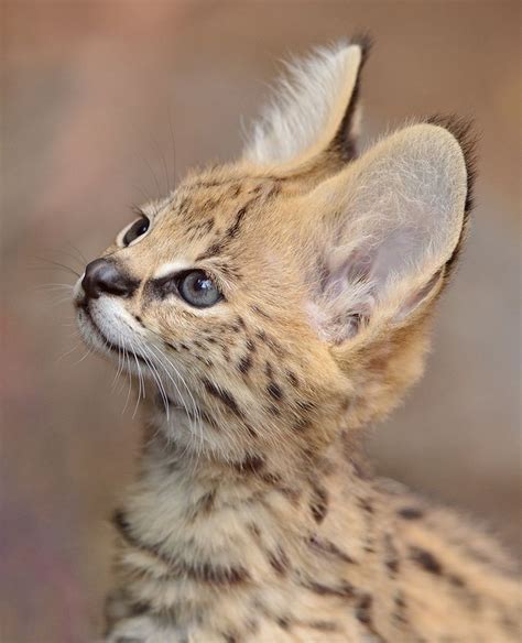 Welcome to Home Page | Serval kitten, Small wild cats, Baby animals