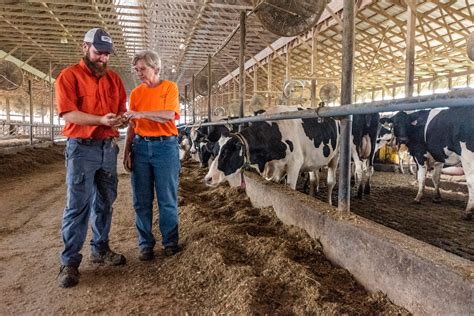 Raising dairy cattle - amitypod