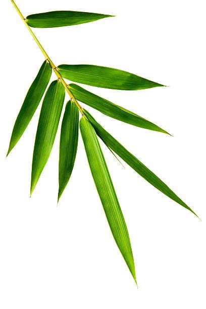 Royalty Free Bamboo Leaf Pictures - 17,300+ Stock Photos