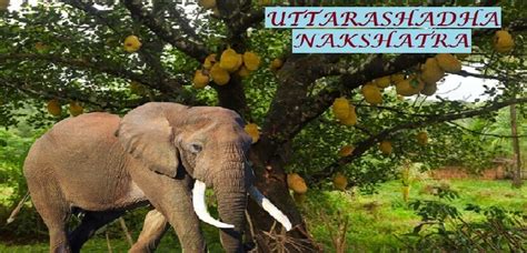 Uttarashada Nakshatra | Uttarashada Birth Star | Sanatan Veda